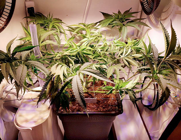 Основательная дефолиация конопли Активный рост каннабиса