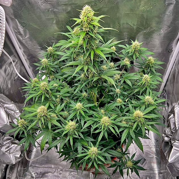 Раскрытие кроны и формирование бутонов Каннабис ростом 67 см