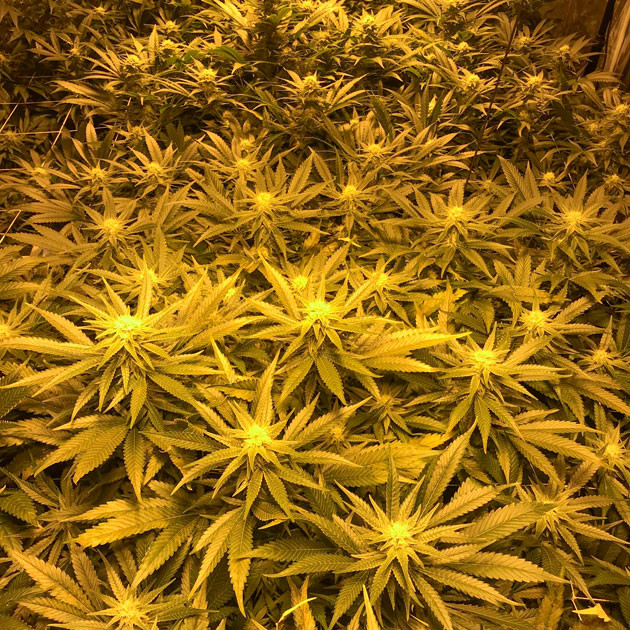 Недостаток кальция на 9 неделе Кусты на 9 неделе выращивания