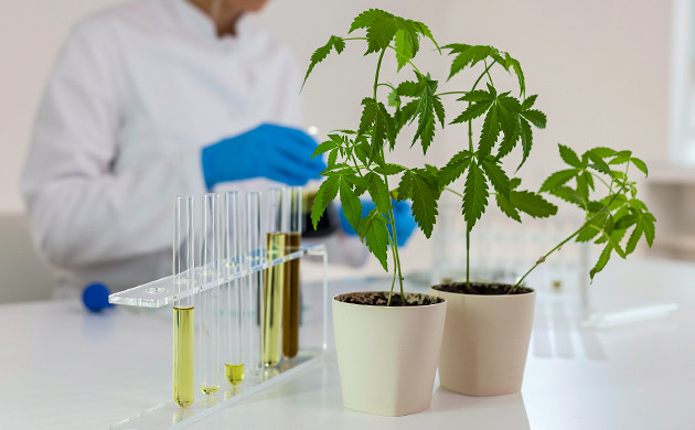 Достижение качественного урожая для новичков Начинающим гроверам: основы успеха