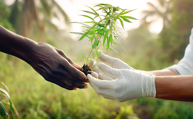 Power Plant берет свое начало в живописных землях Южной Африки История происхождения сорта Power Plant