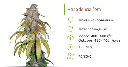 Сорт конопли Psicodelicia Psicodelicia fem (Sweet Seeds)