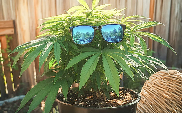 Выбор места для выращивания конопли на открытом воздухе Выбор места для выращивания конопли в аутдоре