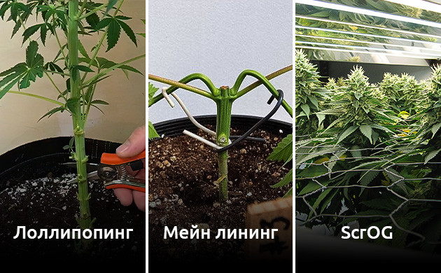 Как предотвратить появление бутонов попкорна Тренировки кустов для предотвращения попкорнизации соцветий