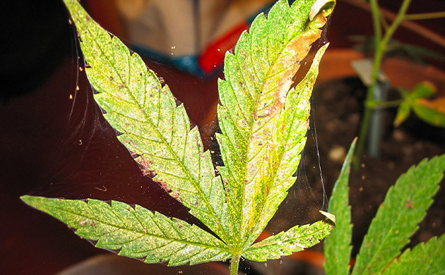 Атака растений вредителями Появление паразитов на конопле