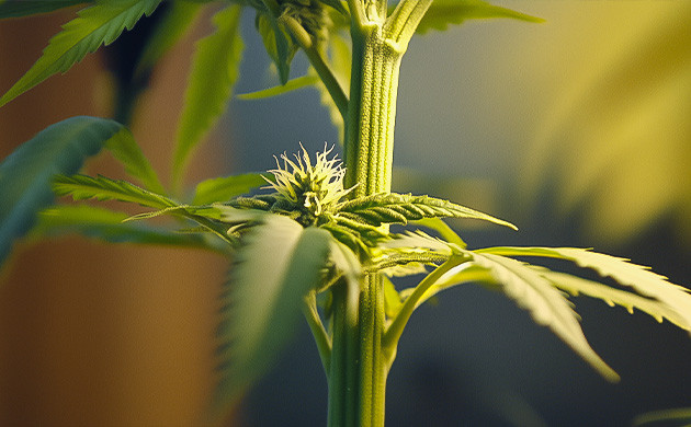 Центральный стебель каннабиса Строение и функции стебля