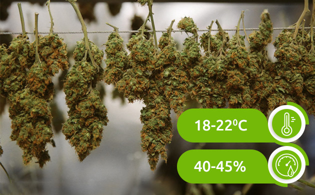 Условия для сушки урожая Температура и влажность для сушки конопли