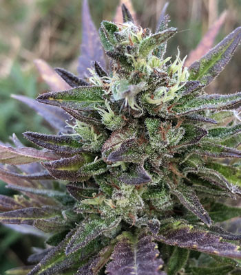 Созревание соцветий Трихомы Pineapple Express Auto