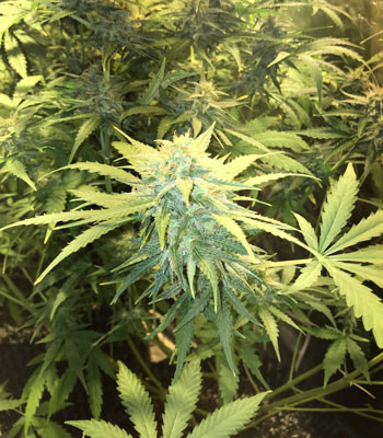 9 неделя выращивания Соцветие Jack 47 Auto на 9 неделе выращивания