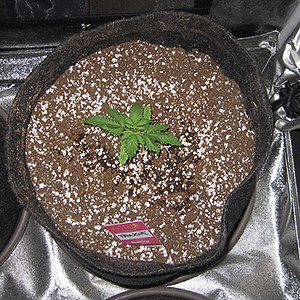 Стресс от удобрений у конопли Первый куст марихуаны ростом 10 см