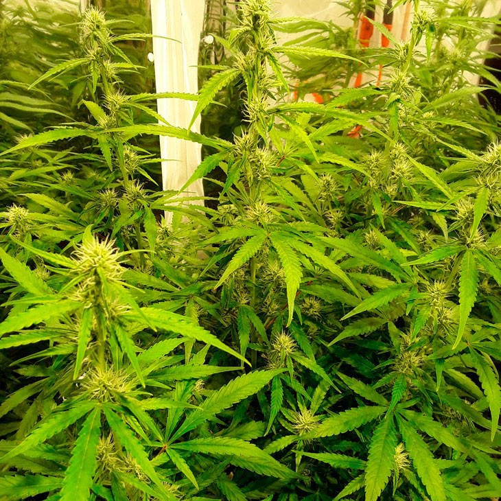 Седьмая неделя выращивания Цветение Auto New York City