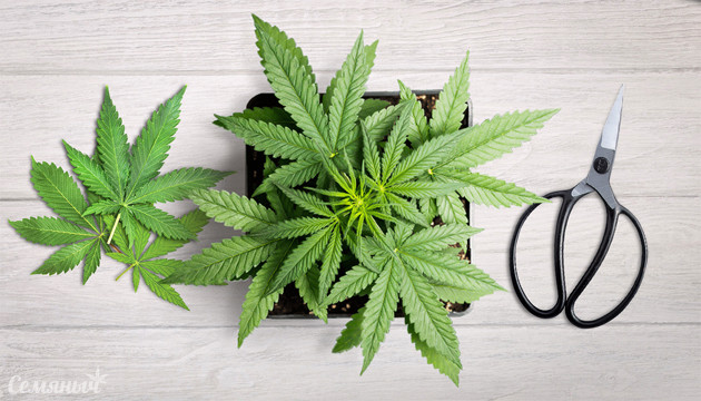 Дефолиация марихуаны Дефолиация конопли