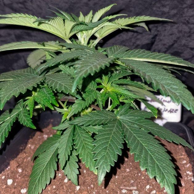 4 неделя выращивания марихуаны