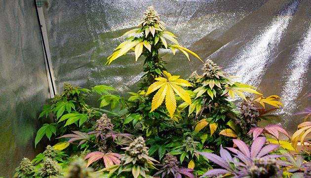 Промывка и подготовка к харвесту Куст Tropicanna Banana перед харвестом