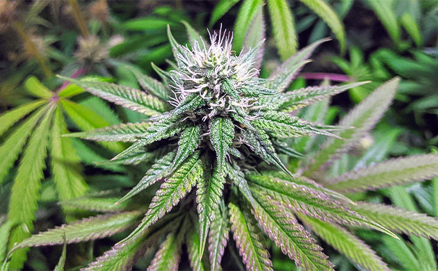 Фиолетовые оттенки Notorious THC Влажность и жара не помеха