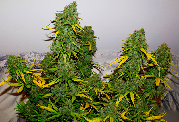 Крупные бутоны с желтыми листочками