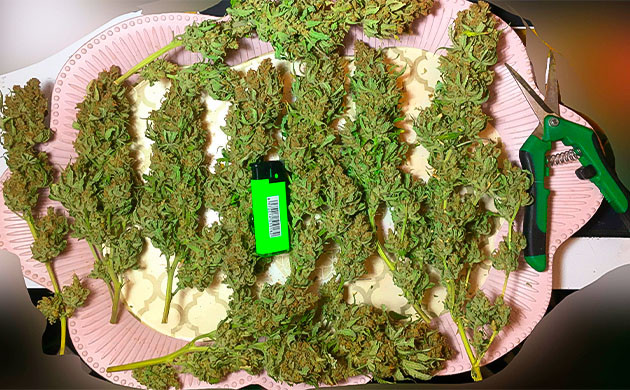 Полученный урожай Срезанные шишки