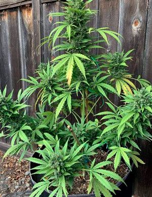 Появление тли на 13 неделе Растягивание ветвей методом LST