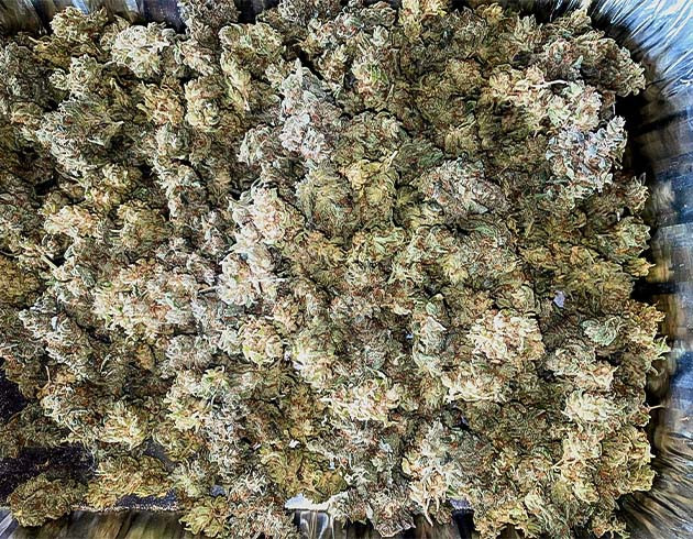 Сбор урожая с кустов Pineapple Chunk Сбор урожая Pineapple Chunk