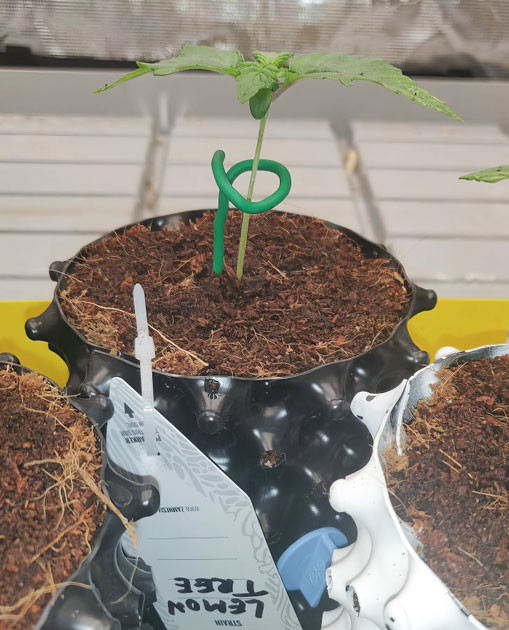 Lemon Tree: первые шаги