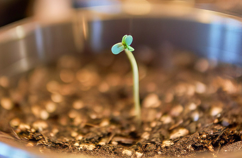 Начало роста Apollo F1 Auto от Royal Queen Seeds Росток Apollo F1 Auto от сидбанка Royal Queen Seeds