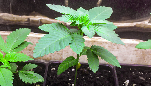 Пересадка ростка в горшок Кустик Tropicanna Banana на 3 неделе