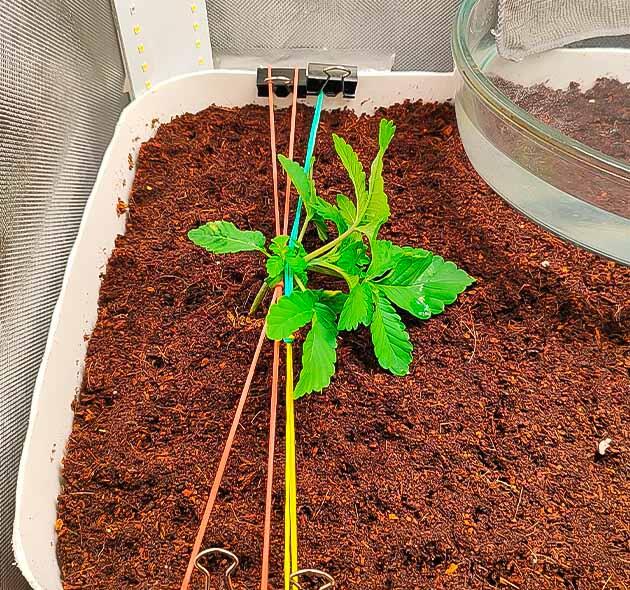 Росток Gorilla Zkittlez на 2 неделе развития