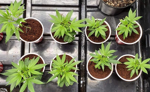 Клоны на второй неделе выращивания Горшки с клонами