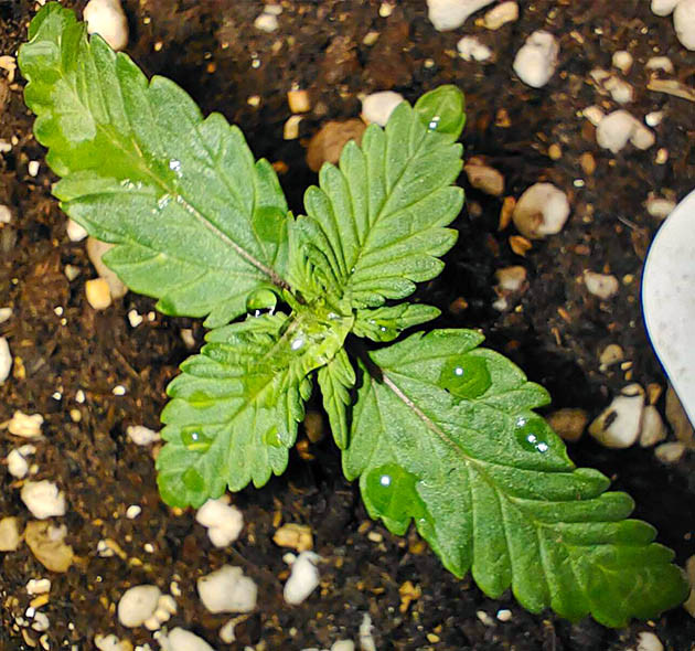 Пересадка ростка в 25-литровый горшок Растишка после полива