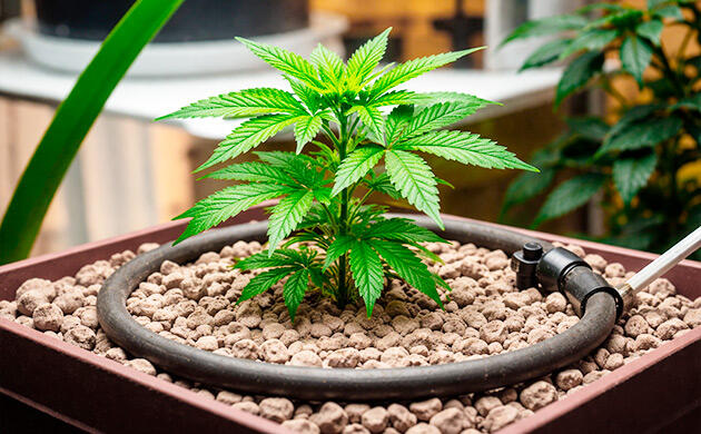 Использование пеностекла в гидропонных установках Пеностекло как субстрат для гидропонных систем