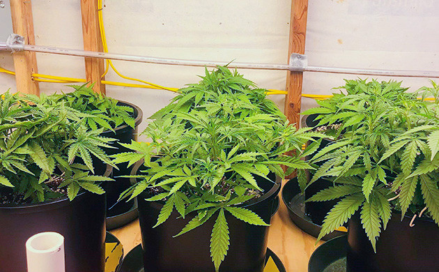 Куст Gelato Auto на цветении Цветение куста Gelato Auto