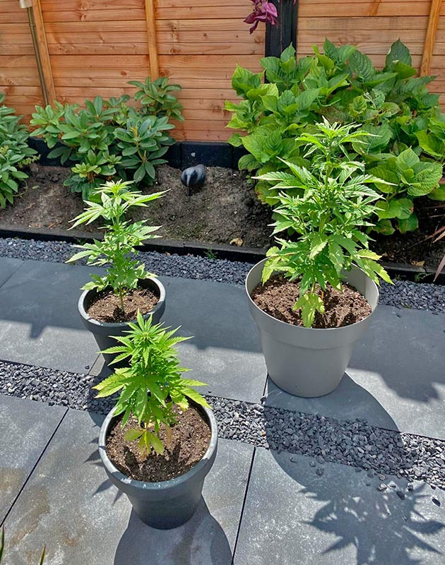 Переход в стадию цветения Кусты Guava Auto на 7 неделе выращивания