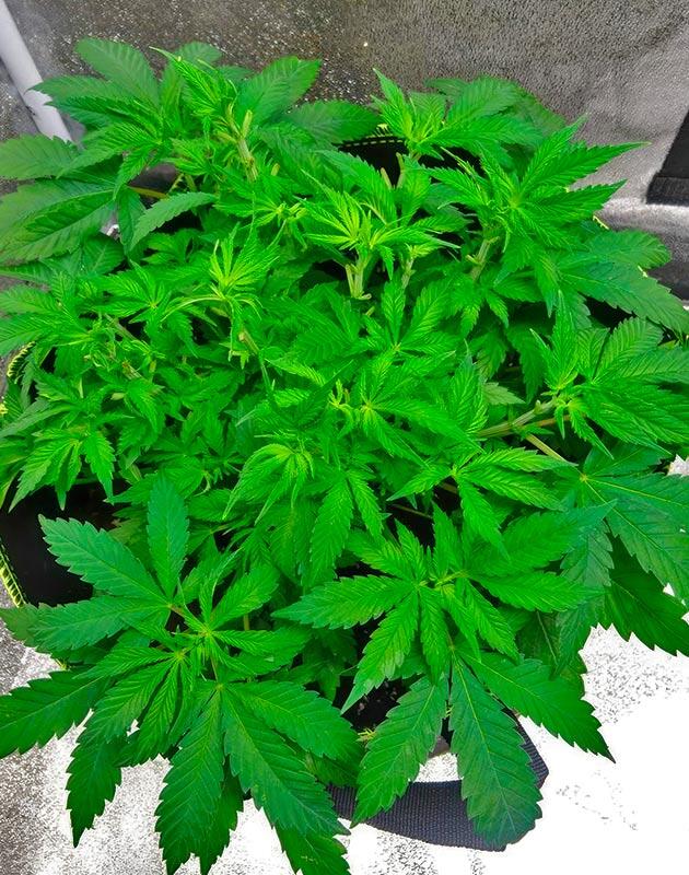 Седьмая неделя: раскрытие внутренних узлов и контроль высоты Куст каннабиса с притянутыми вниз ветвями для выравнивания кроны