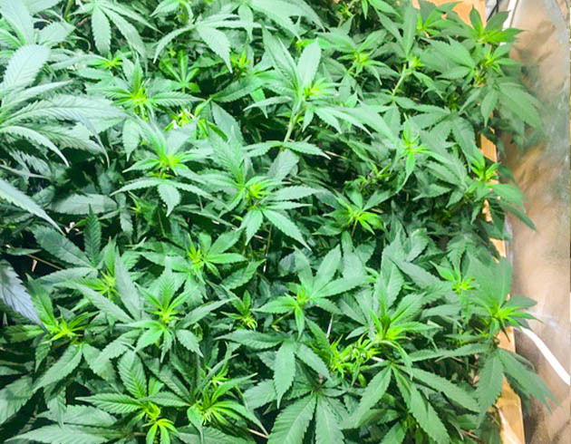 Начало цветения конопли Появления точек роста шишек