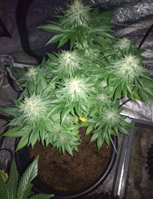 Дефолиация на 9 неделе Цветущий куст в гроубоксе