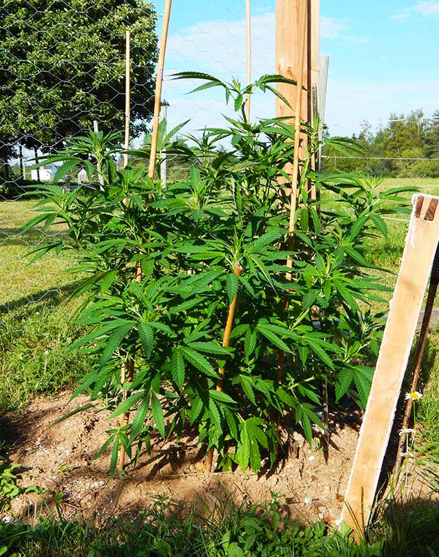 Тринадцатая неделя вегетации каннабиса Здоровое растение марихуаны в ауте