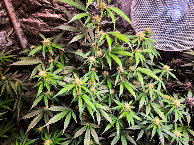 Растения высотой 30 сантиметров Куст конопли Tashkenti Auto на 9 неделе выращивания