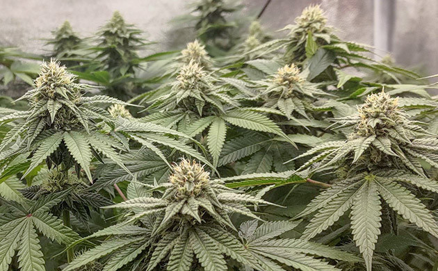 Месяц цветения: волшебство природы Lemon Tree: месяц цветения и удивительные изменения