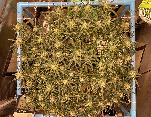 Обрезка всех веерных листьев Цветущий куст конопли