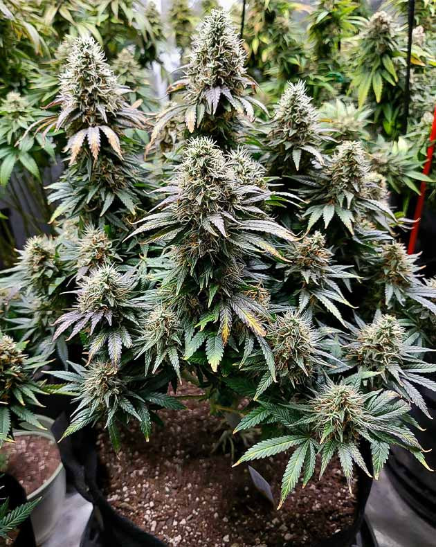 Сбор урожая Power Plant X Подготовка к харвесту