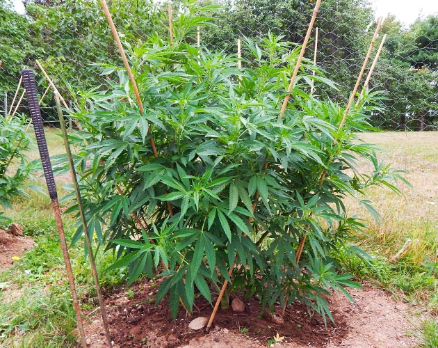 Растягивание ветвей конопли Куст марихуаны высотой 83 см