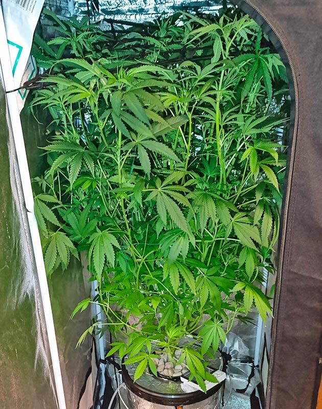 Световой ожог у марихуаны Куст конопли на 8 неделе роста