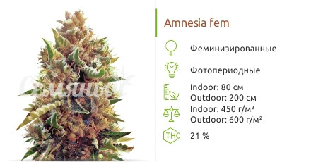 Сорт марихуаны Amnesia Amnesia от Vision Seeds