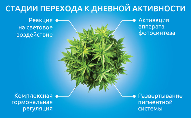 Ключевые стадии подготовки конопли к фотосинтезу