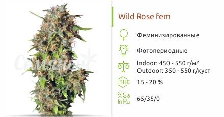 Сорт конопли Wild Rose Wild Rose fem (Sweet Seeds)