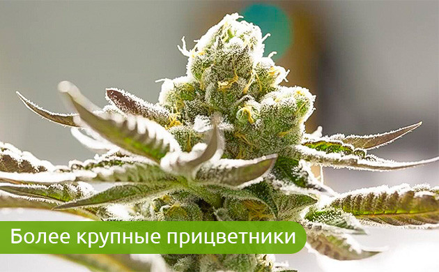 Прицветники: защита и индикатор опыления Роль прицветников в определении опыленных кустов