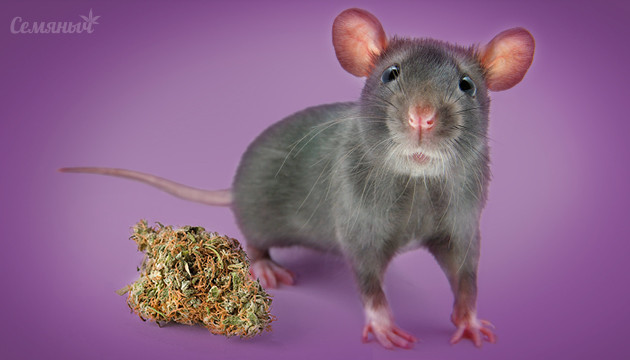 Конопляная зависимость у мыши Мышь с шишкой