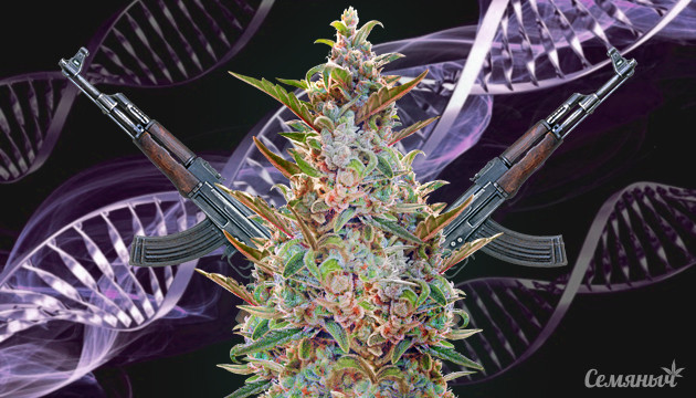 Подборка сортов с генетикой АК 47 Сорта АК 47