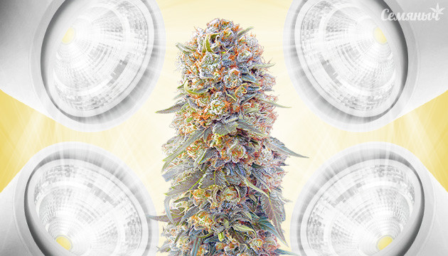 COB LED лампы для освещения конопли COB LED лампы для конопли