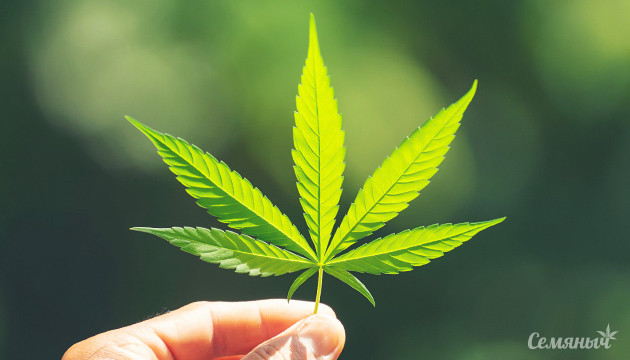 Подробнее о листьях конопли Семипалый лист конопли